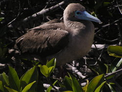 Red footed boobie