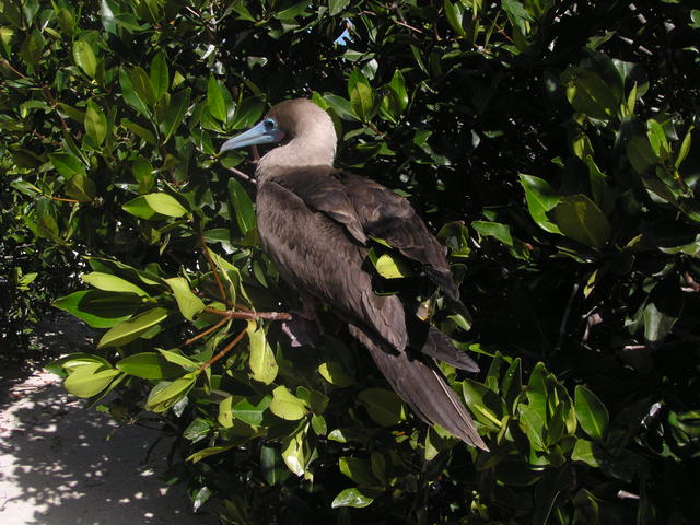 Red footed boobie - free image