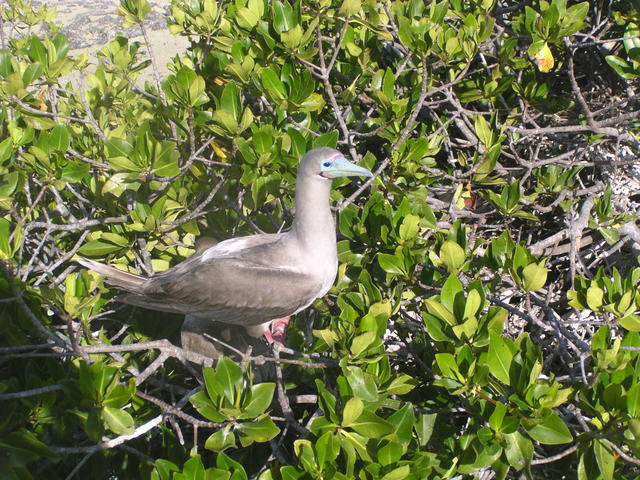 Red-footed Booby - free image