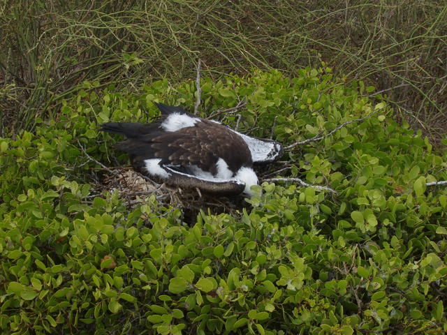 Red-footed Booby - free image