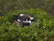 Red-footed Booby