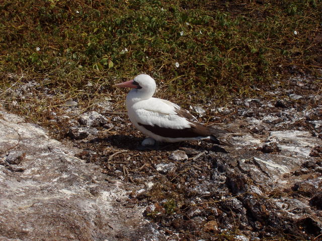 Red Footed Booby - free image