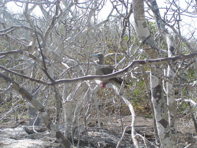 Red Footed Booby - free image