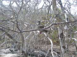 Red Footed Booby