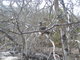 Red Footed Booby