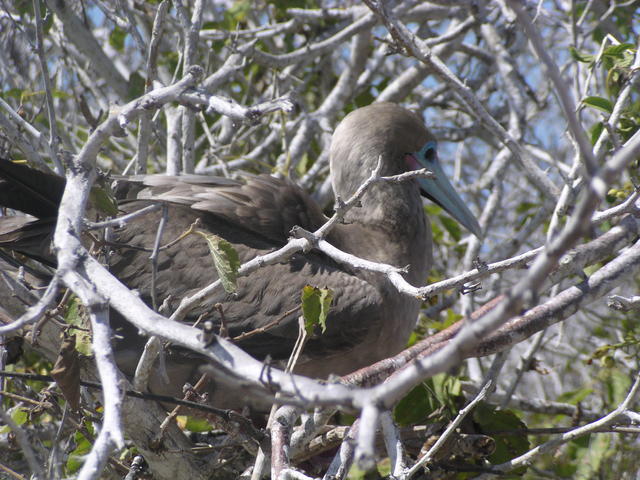 Red-footed Booby - free image