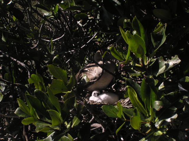 Red-footed Booby - free image