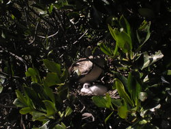 Red-footed Booby