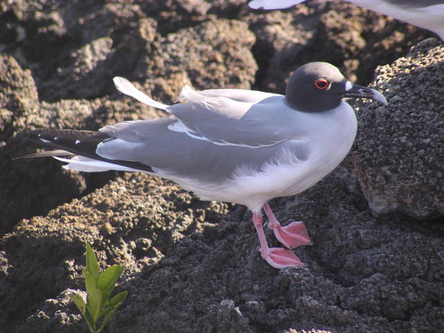 Red Footed Booby Bird - free image