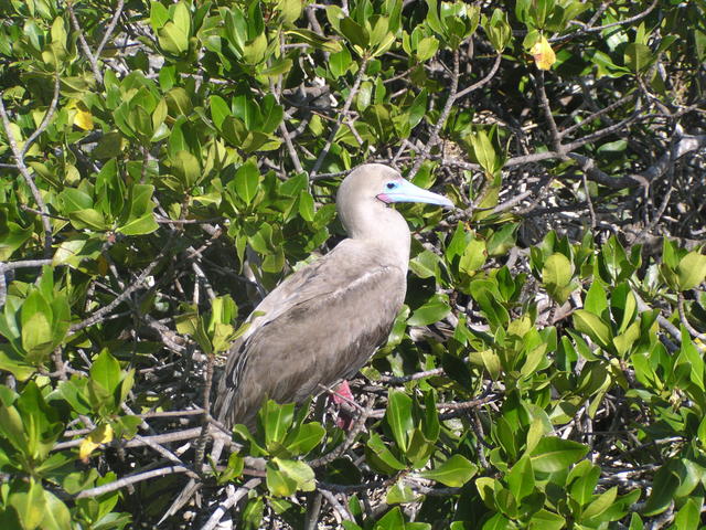 Red Footed Booby Bird - free image
