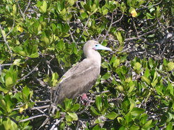 Red Footed Booby Bird
