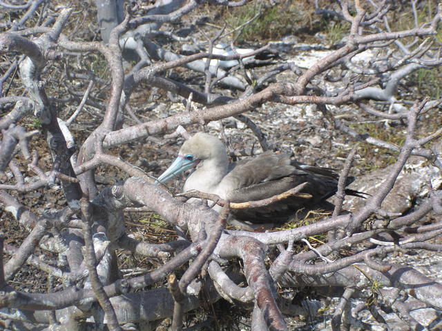 Red Footed Booby Bird - free image
