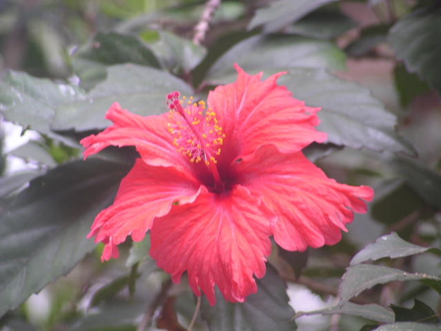 Red hibiscus - free image