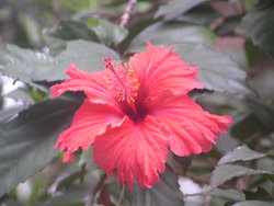 Red hibiscus