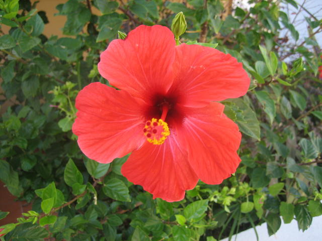 Red hot hibiscus - free image