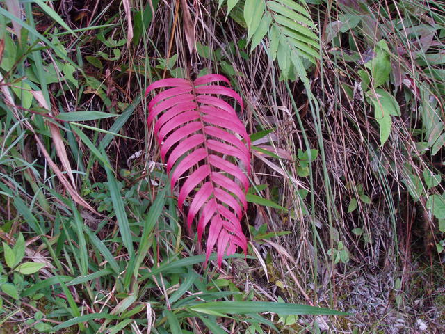 red leaf - free image