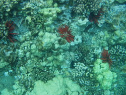 Red pencil sea urchin