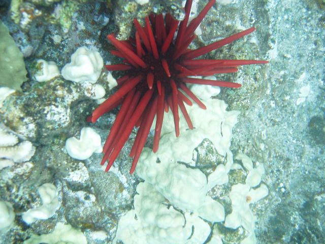 Red pencil sea urchin - free image