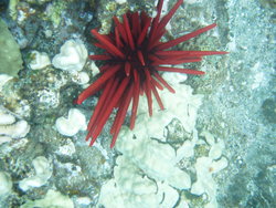 Red pencil sea urchin