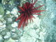 Red pencil sea urchin