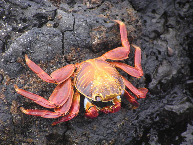 red rock crab - free image