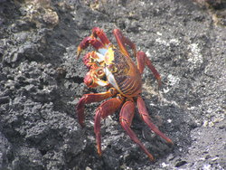 red rock crab close