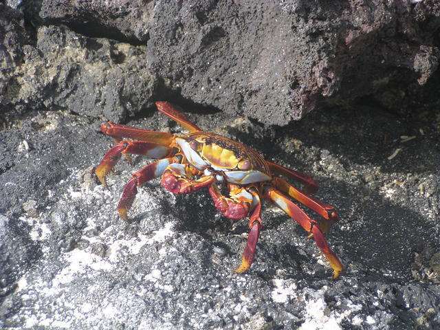 red rock crab frontview - free image