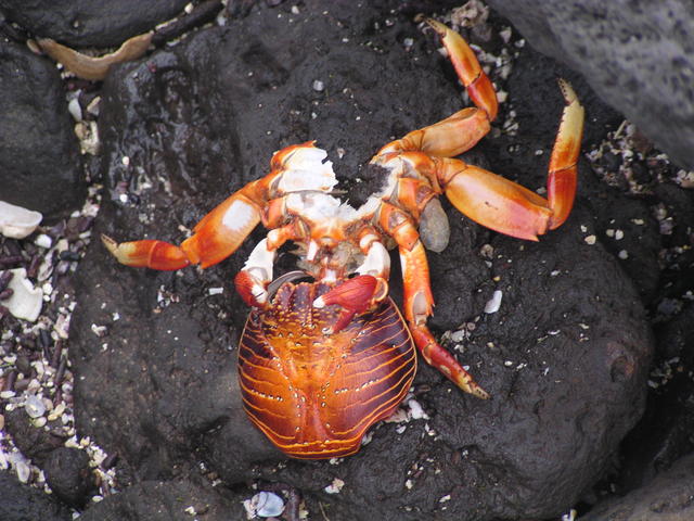 red rock crab shedding it's shell - free image