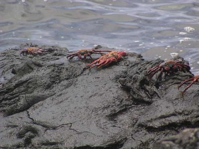 red rock crabs - free image