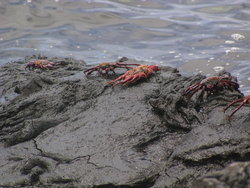 red rock crabs