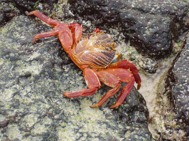 red rocky crab - free image