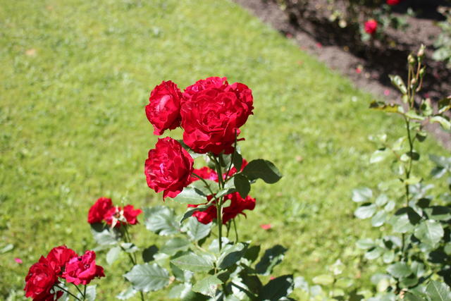 Red Rose - free image