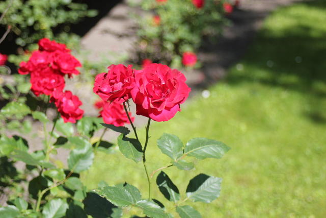 red roses - free image