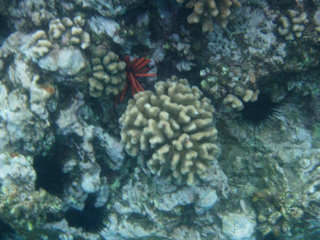 Red slate pencil urchin - free image