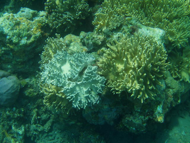 reef corals - free image