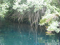 reflection of the green shrubs