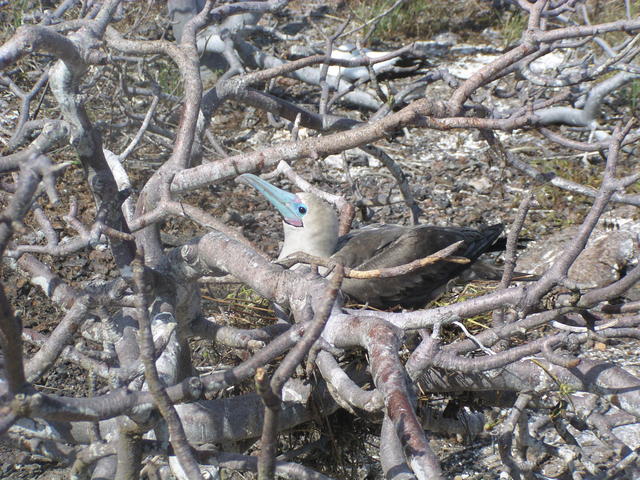 relaxing booby - free image