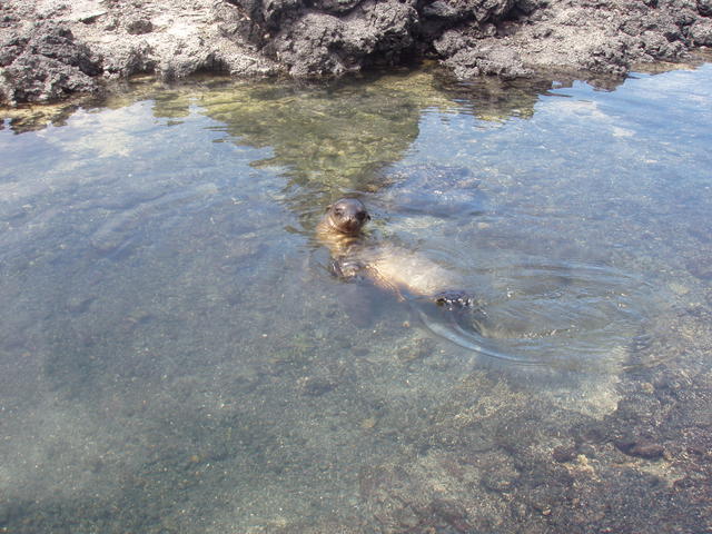 relaxing sea lion. - free image