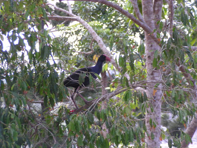 resting  bird - free image