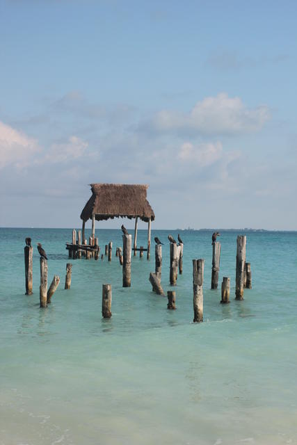 resting birds on sea shore - free image