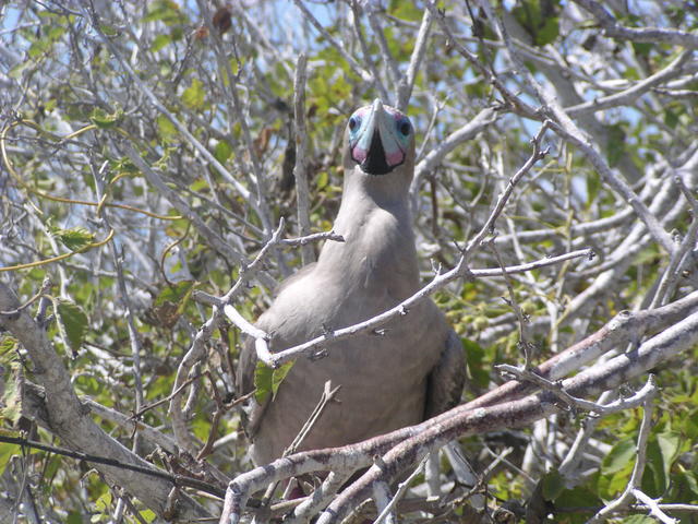 resting booby - free image