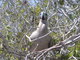 resting booby