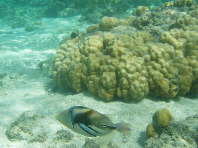 resting fish - free image