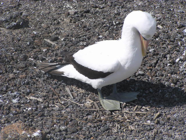 resting nazca booby - free image