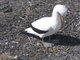 resting nazca booby