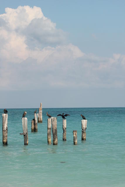 resting on logs - free image