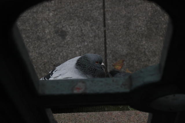 resting pigeon - free image