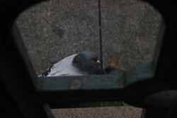 resting pigeon