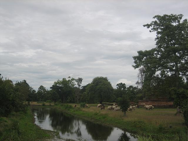 river and asian cows - free image