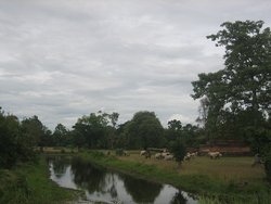 river and asian cows